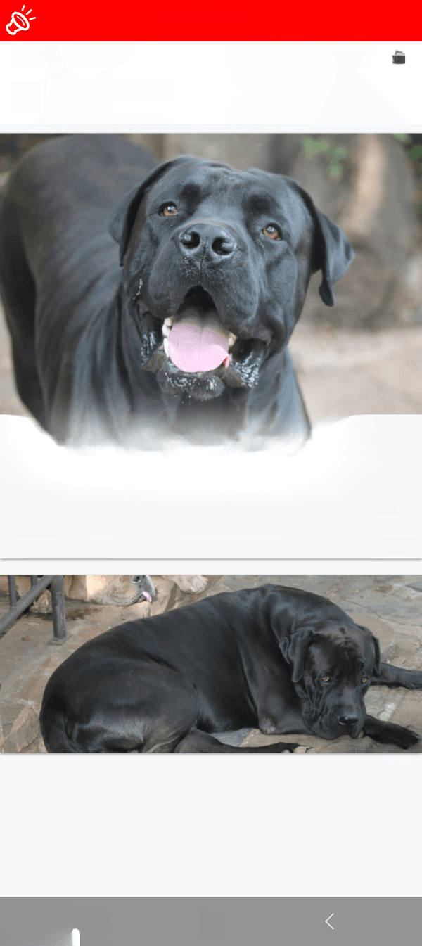 URGENT: Loki MISSING in Centurion - Black Boerboel Labrador Cross