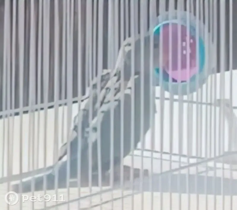 URGENT: Lost Friendly Blue Bird with White Neck Ring - Impala Road, Johannesburg