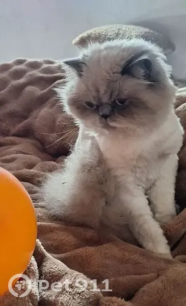 URGENT: Lost Persian Cat - Bo - Randburg, Gauteng