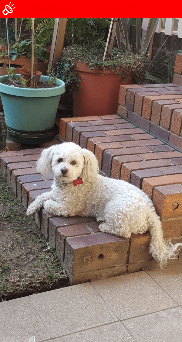 URGENT: MISSING DOG - Rocky needs your help!