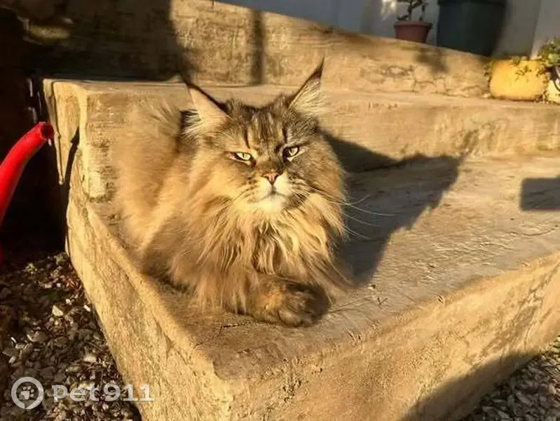 LOST CAT: Fluffy (Tabby Maine Coon) - 2nd Street, Randburg - Last Seen [Date Lost]