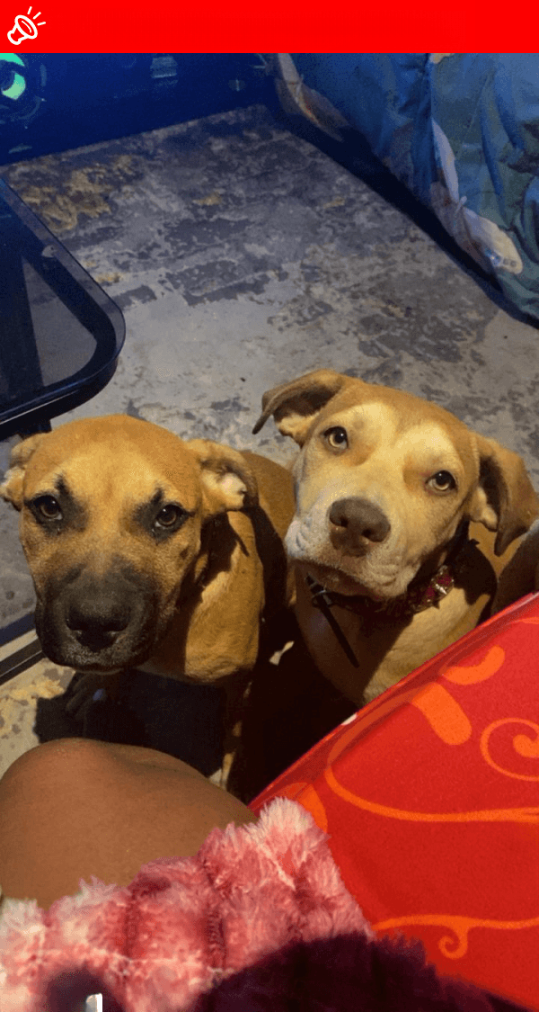 URGENT HELP NEEDED: Telly & Hyina MISSING! | Randburg, GP