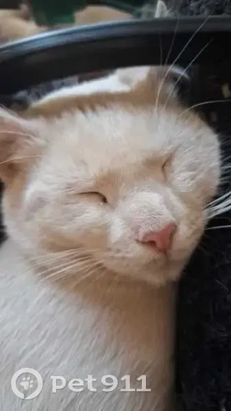 URGENT: Lost White Cat - Zandra Ave, Boksburg | Please Help Us Bring Him Home!