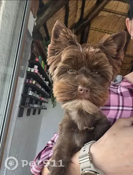 URGENT: Lost Chocolate Yorkie - Benita St, Meyerton - Please Help Bring Him Home!
