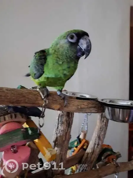 LOST Jardine Parrot 'Rio' - Krugersdorp, Jones St Area - Please Help Bring Him Home!