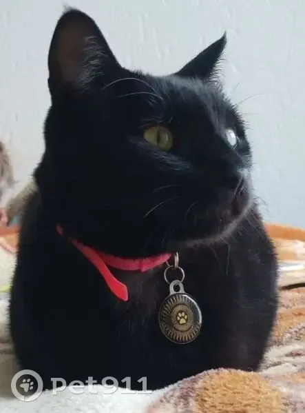 LOST BLACK CAT - 'Shadow' - Last Seen Sandton (Petunia St) - 2023-10-27