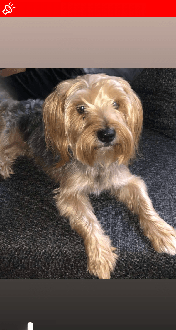 URGENT: Beloved Yorkie, Dex, MISSING in Pretoria!