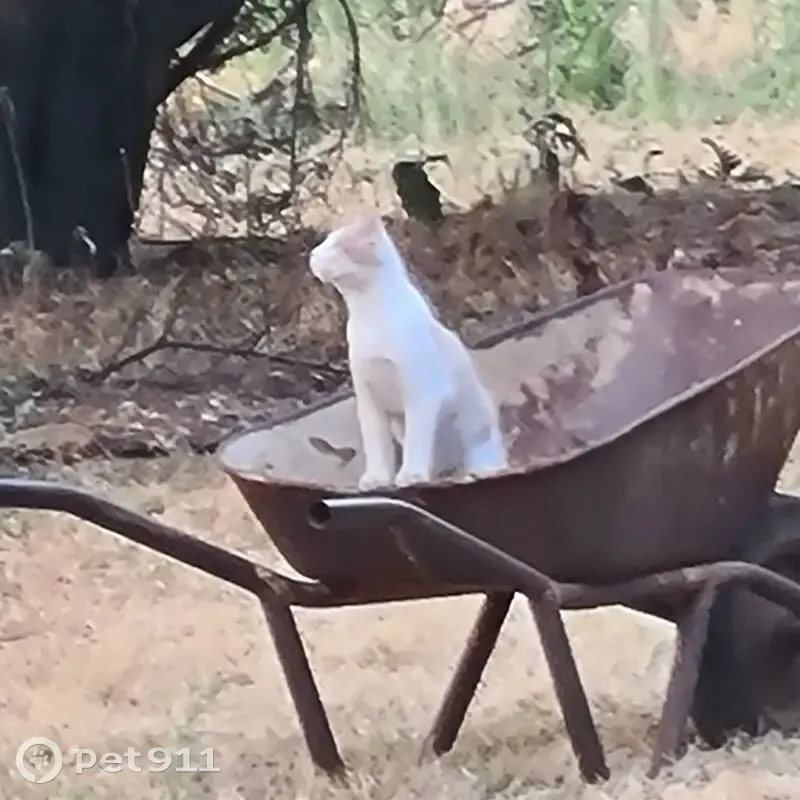 URGENT: Lost 8-Month-Old White & Ginger Cat - Plomp Road, Centurion