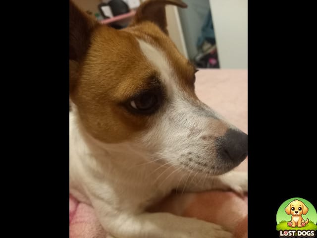 🚨 LOST: Stompie in Amandersig (Gauteng) – Jack Russell Terrier