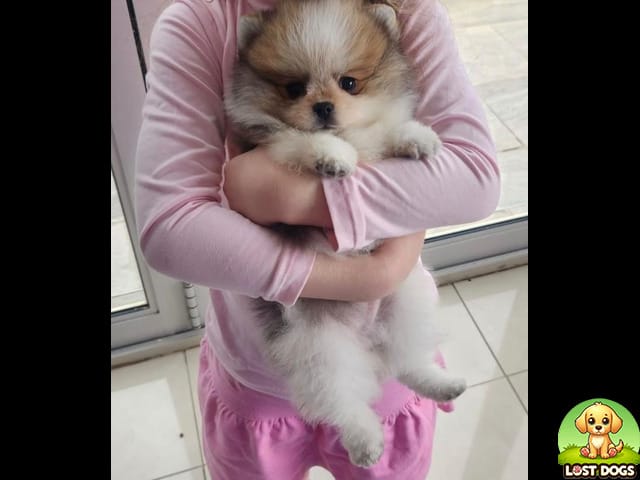 🚨 MISSING: Multi-toned Pomeranian Puppy in Honeydew, Roodepoort