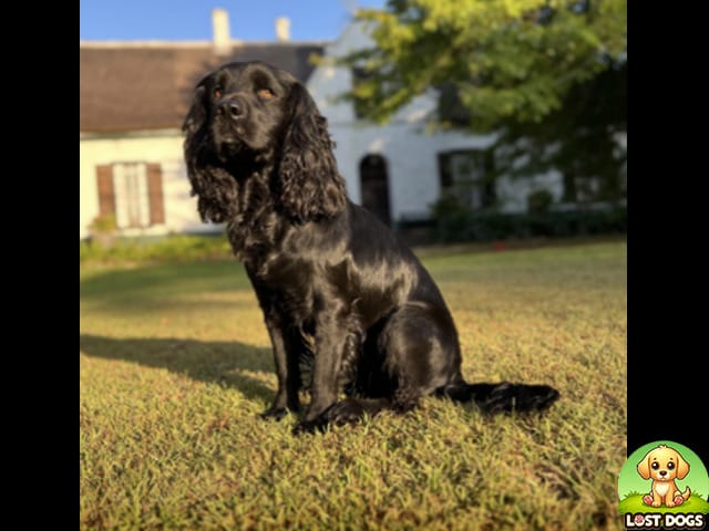 🚨 MISSING: Black Cocker Spaniel Male in Napier, Western Cape