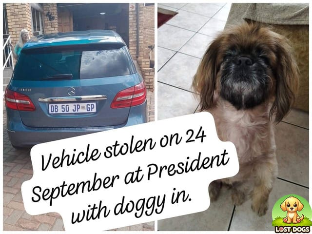 🚨 URGENT: Stolen with Vehicle – 8-Year-Old Brown Pekingese in Krugersdorp