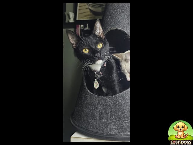 🚨 MISSING: Scared Indoor Cat in Buh Rein Estate, Kraaifontein