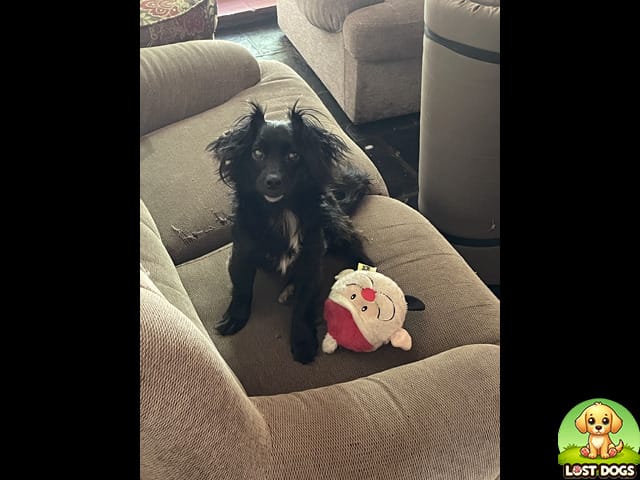 🚨 MISSING: Otis, Small Breed Dog in Menlo Park, Mpumalanga