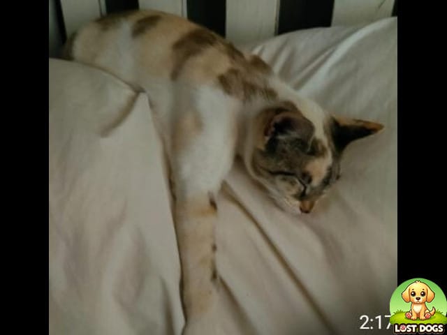 🚨 HELP FIND ROSIE: Lost Female Cat in Durbanville