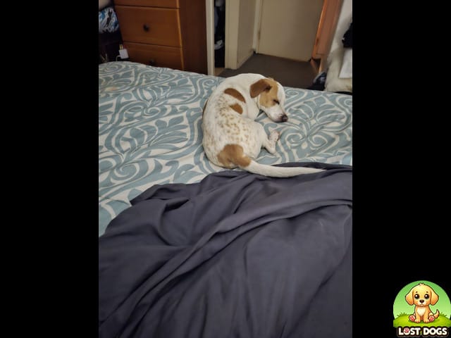 URGENT: Lost Jack Russell x Chihuahua Mix (Fox) in Kookrus, Meyerton