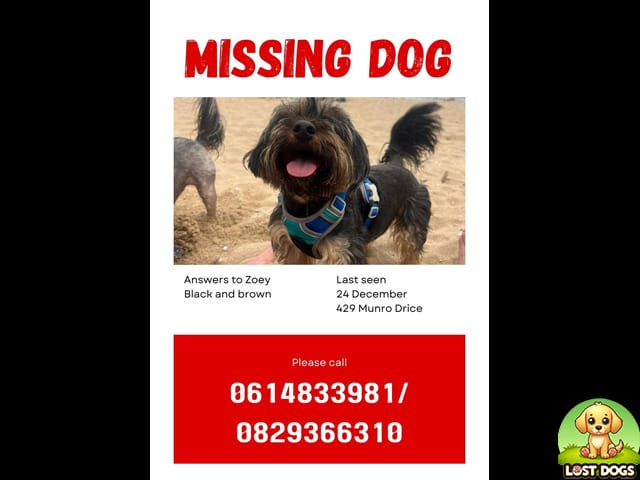 HELP FIND ZOEY: Black Yorkie Lost in Port Edward (Glenmore)