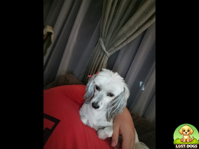 URGENT: Lost Small White Maltese Poodle – Elarduspark, Gauteng