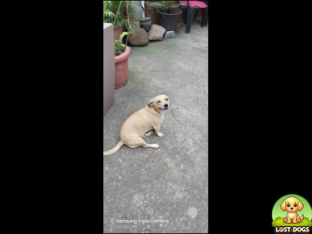 URGENT: Lost Senior Jack Russell Mix (Ellie) – Phoenix, Durban