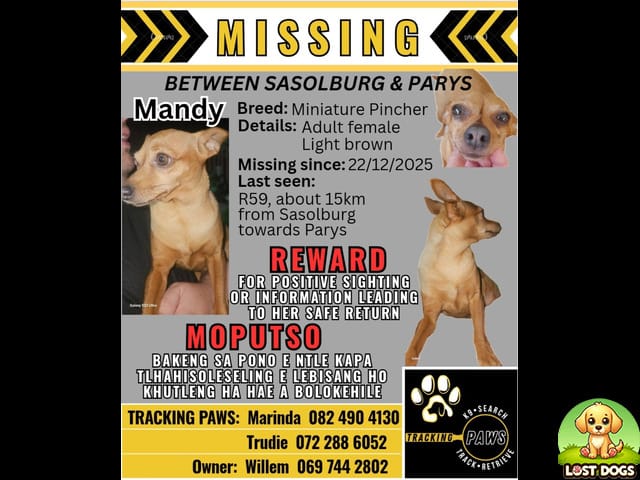 URGENT: Lost Miniature Pinscher – Sasolburg / Parys (Missing After Accident)