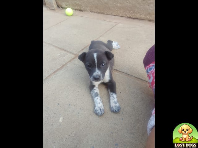 STOLEN: Black & White Puppy (Bambi) - Chief A Luthuli Park, Cloverdene