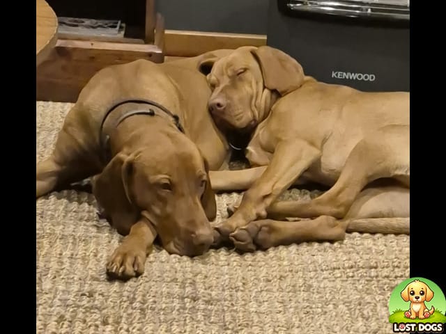 MISSING: 2 Male Vizslas in Riversdale, Western Cape