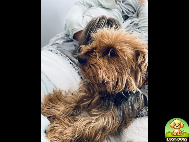 LOST: Yorkshire Terrier (Brown) – Eduan Park, Polokwane