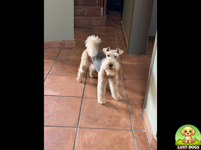LOST: Brown Wire Haired Terrier 'Steyr' – Eldoraigne X3, Gauteng