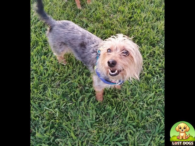 URGENT: LOST DOG Lilly - Small Yorkie Mix - Rietfontein Pavilion, Pretoria (Dec 7th)