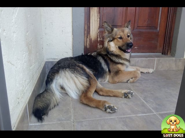 URGENT: Lost Dog Haillie - Cross German Shepherd Missing from Caversham, KZN (Since Dec 8th)