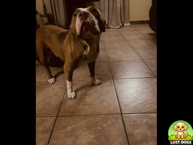 URGENT: Lost Dogs Haillie (Cross German Shepherd) & Chuck (Pitbull) in Caversham, Pinetown!