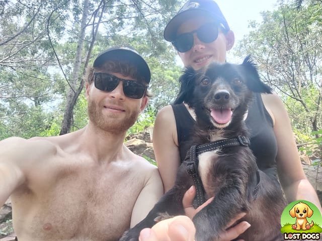 LOST DOG: Otis - Black Small Breed - Menlo Park, Pretoria (Dec 9, 2025)