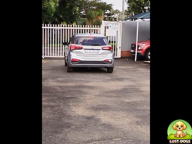 🚨 STOLEN: Pit Bull and Bull Terrier in Garankua, Gauteng