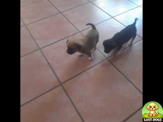 URGENT: Lost Small Brown & Black Puppy in North-West