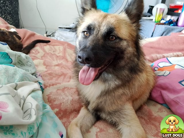 URGENT: Lost Dog - Bella (GSD/Husky Mix) in Musgrave, Berea