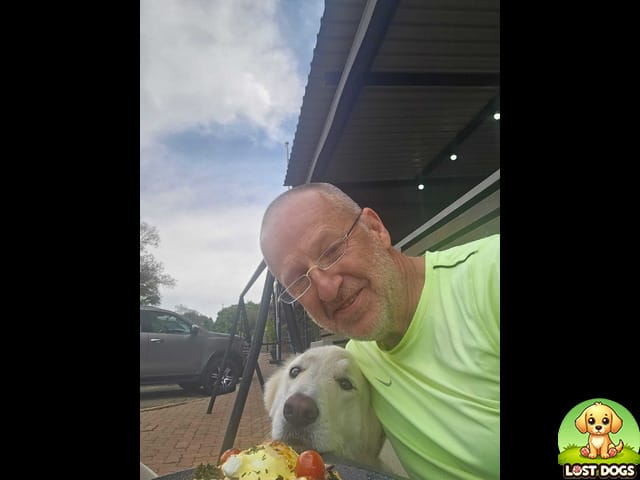 URGENT: Help Us Find Nella – Swiss Shepherd Relocated from Northcliff to Coastal Area