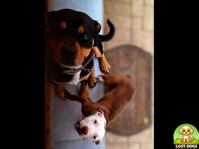 LOST DOG: Zulu in Hillside, Lenesia South (Gauteng)