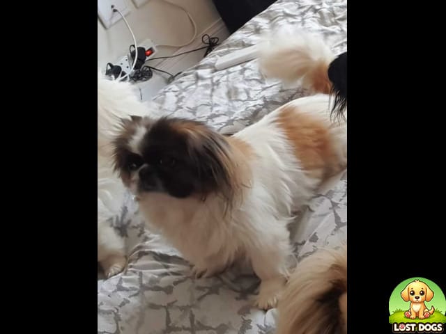 🚨 MISSING: White & Brown Spotted Pekingese (Female) – Randpark Ridge, Gauteng