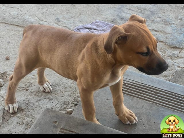 🚨 HELP FIND ZAZA: 4-Month-Old Puppy Lost in Wellington