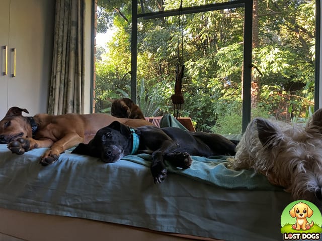 URGENT: Lost Dog in Queenswood (Opposite Foreign Affairs)