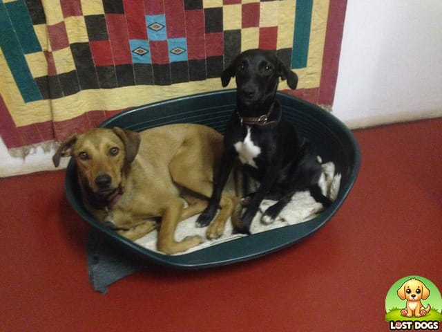 URGENT: Missing Black Dog in Rietondale