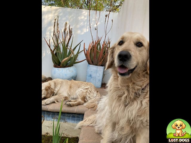 URGENT: Missing Golden Retriever in Eastwood, Pretoria