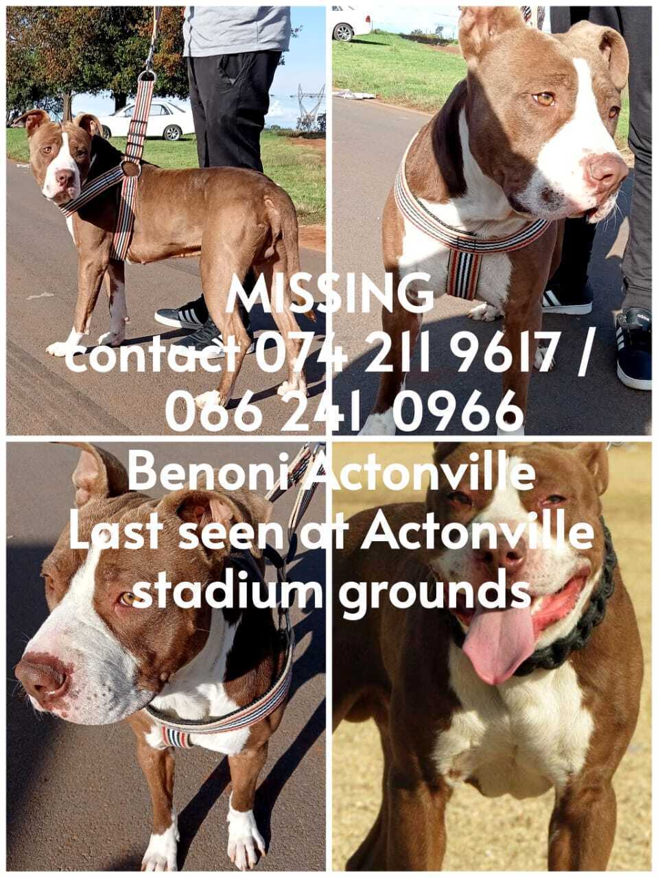 URGENT: Lost Pitbull in Actonville, Benoni – Please Help Us Find Him!