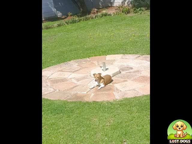 🚨 MISSING: Peanut, an anxious Jack Russell in Ennerdale, Gauteng
