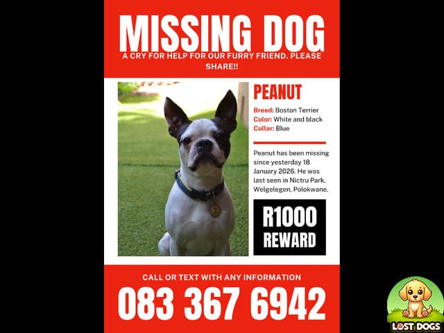 🚨 MISSING: Peanut the Boston Terrier in Welgelegen, Limpopo (R1000 Reward)