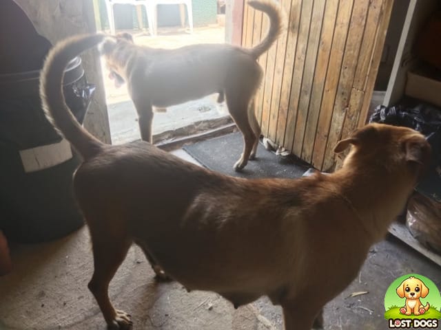 FOUND: Two Beautiful Ridgebacks in Selection Park, Springs