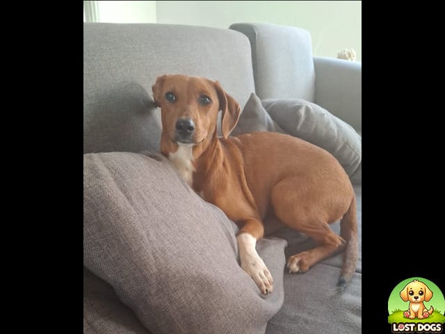 🚨 HELP FIND DAISY – Missing Small Dog in Oaktree, Krugersdorp