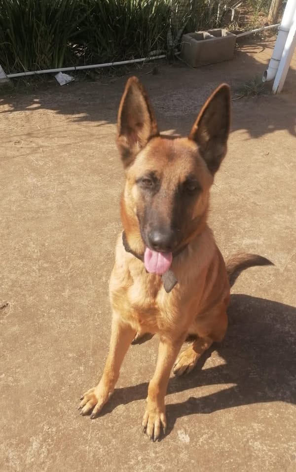 MISSING: Chase - German Shepherd x Malinois Cross in KwaMashu, KZN