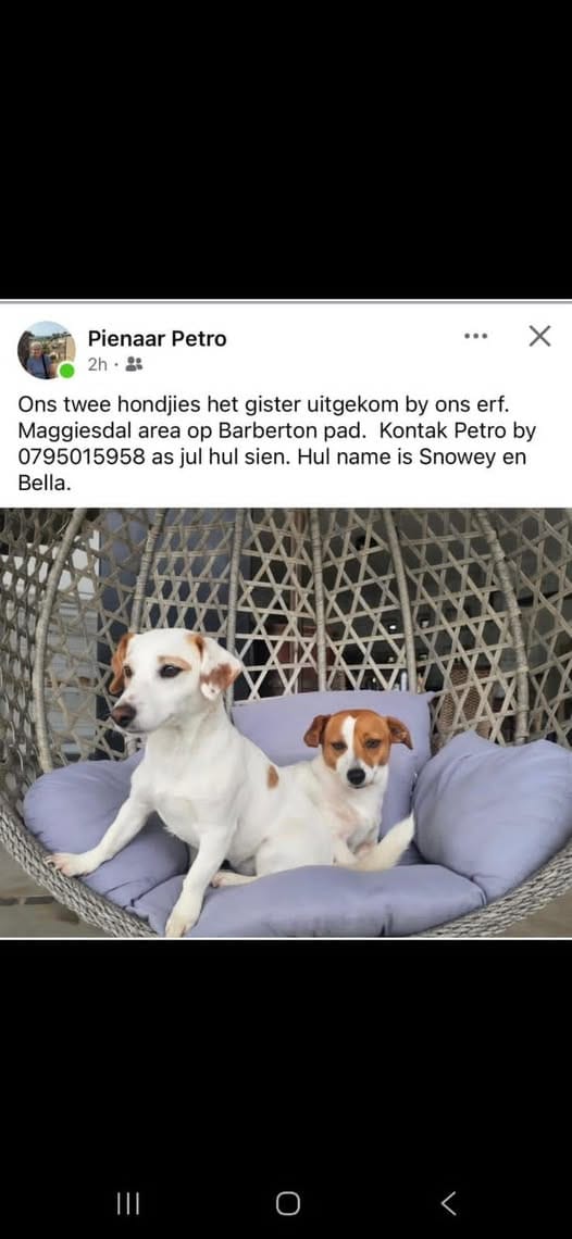 URGENT: Two Small Dogs Missing in Johannesburg