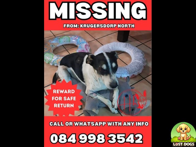 URGENT: Help Us Find Tyson! Missing Jack Russell Terrier in Krugersdorp North
